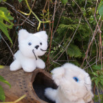 Peluche petit chat