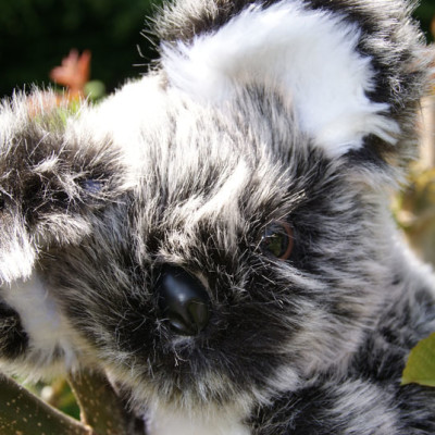 Peluche Koala